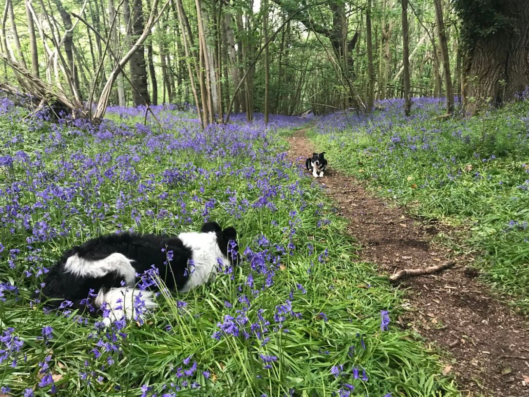 Frostenden Wood