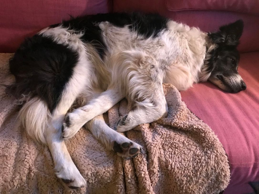 Magnolia dogs