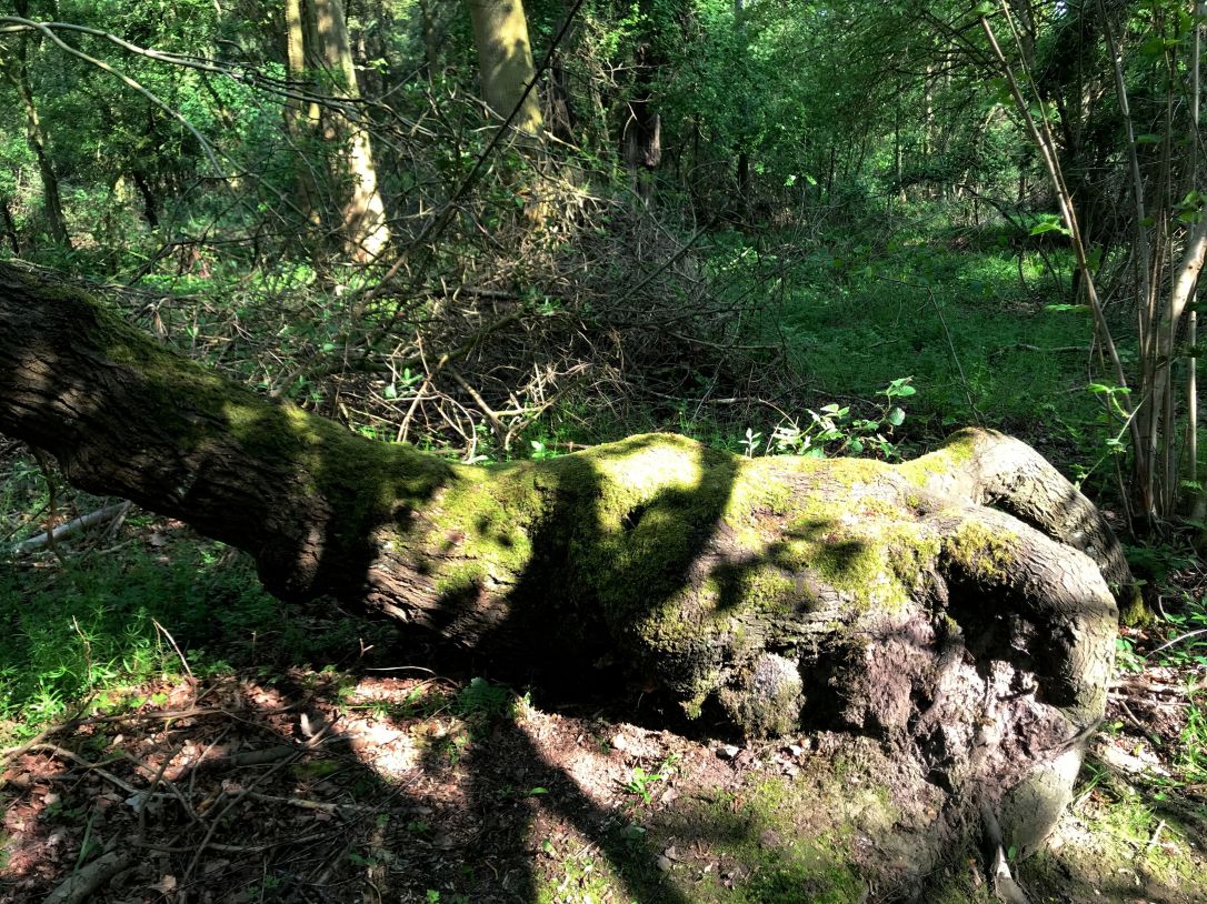 Wood Reddisham Great Wood-6