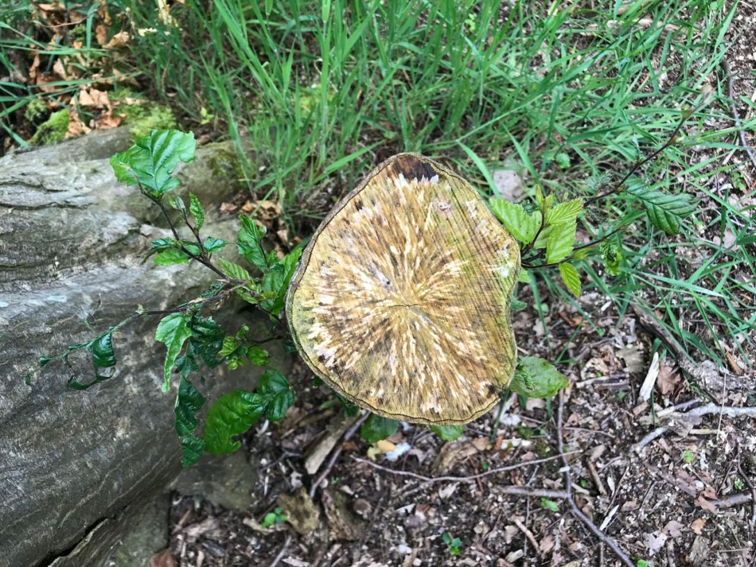 East Wood Denton-10