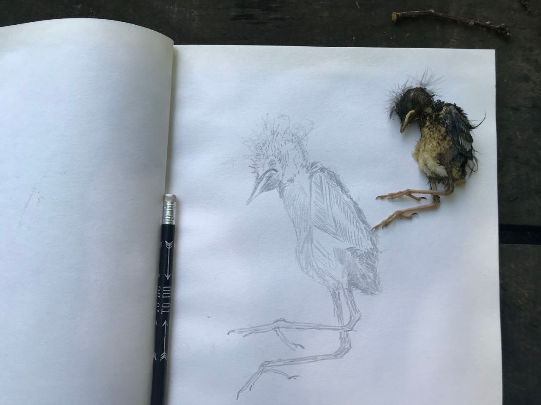 Wood Bird-2