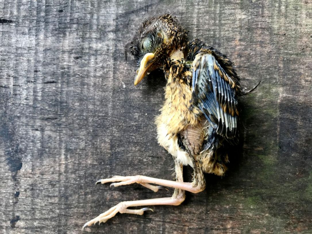 Wood Bird