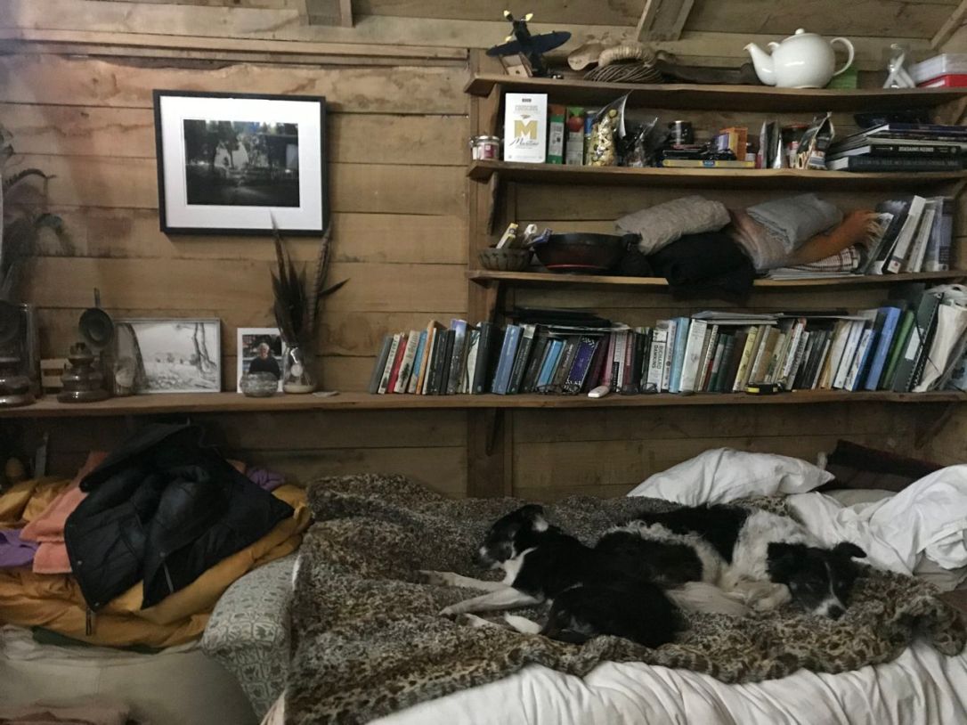 Dogs in wood