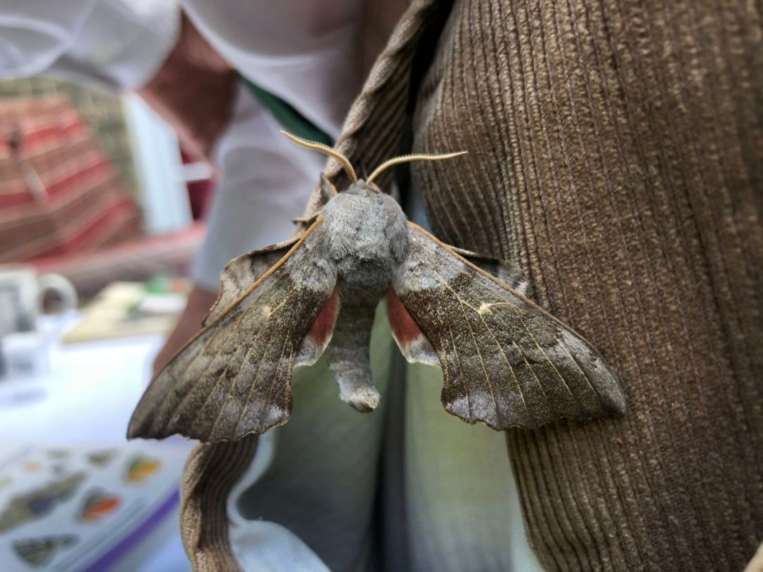 Moths-3