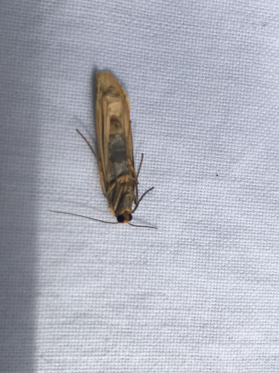 Moths Footman-2
