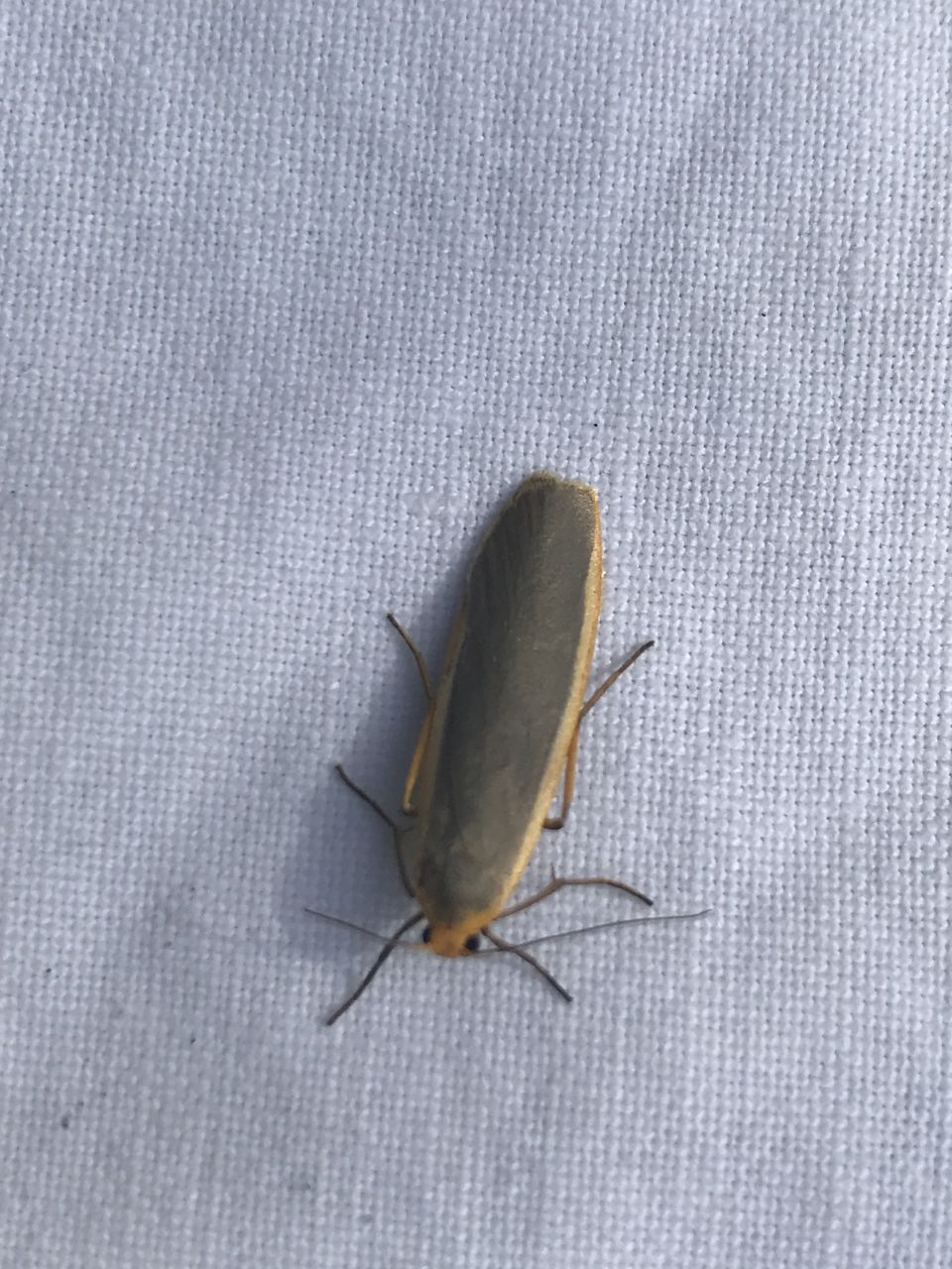 Moths Footman