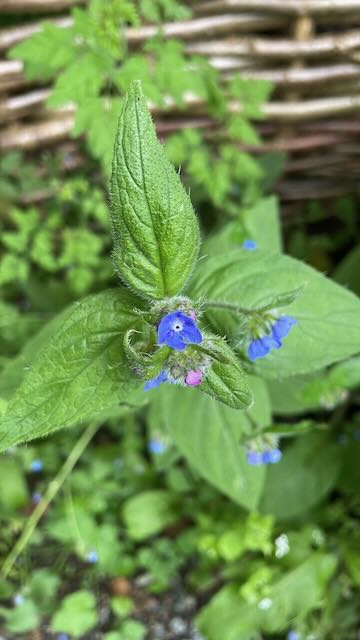 Green Alkanet