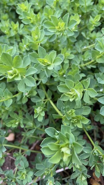 Birds foot trefoil