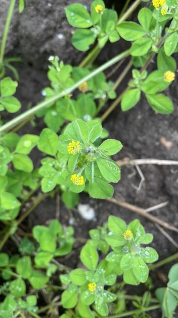 blackmedick