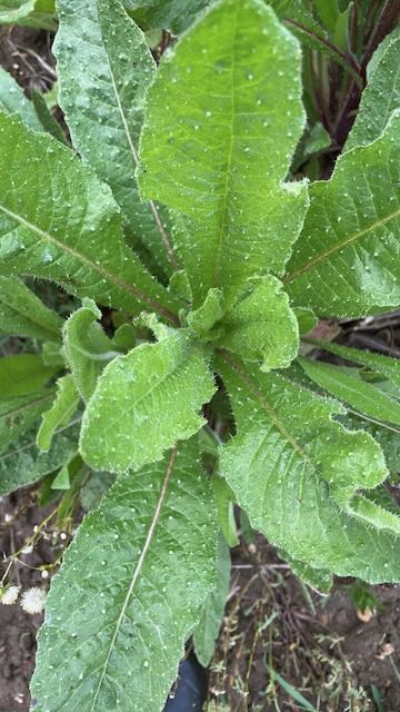 Bristly oxtongue
