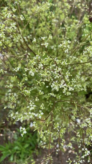 Bur Chervil