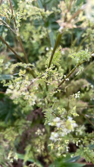 Bur Chervil