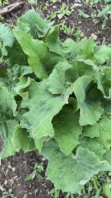 Burdock