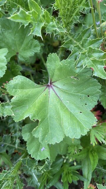 Field Mallow