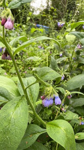 Common Comfrey