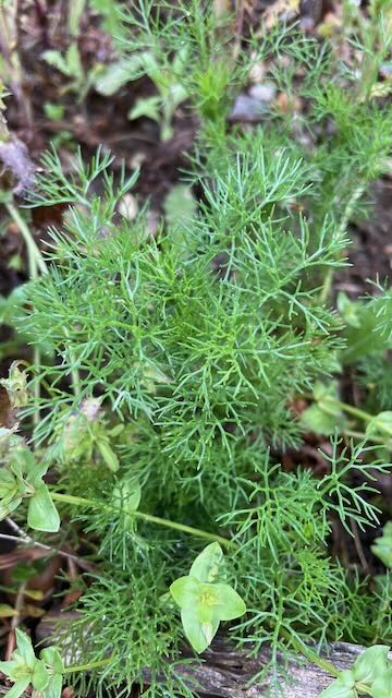False Chamomile