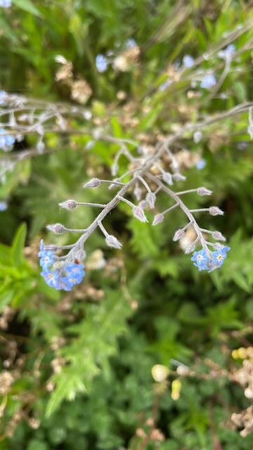 Forget me not