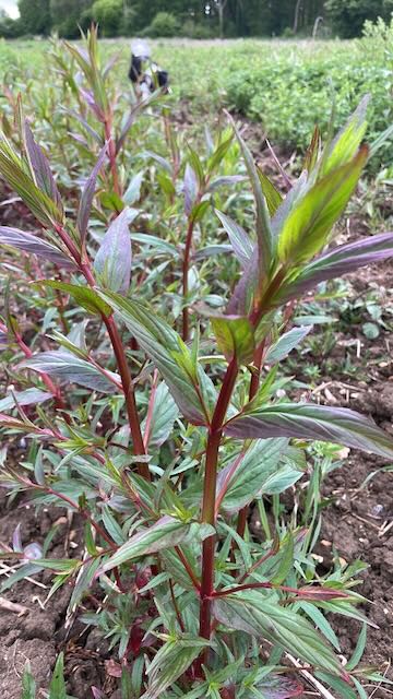 Willowherb