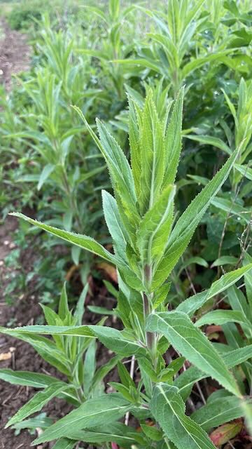 Willowherb