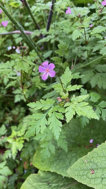Herb Robert