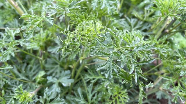 Musk Mallow