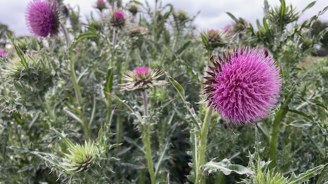 Nodding Thistle