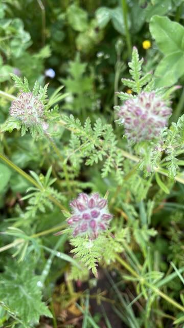 Phycelia