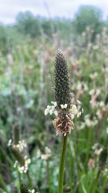 Ribwort Plantain