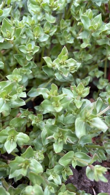 Scarlet Pimpernel