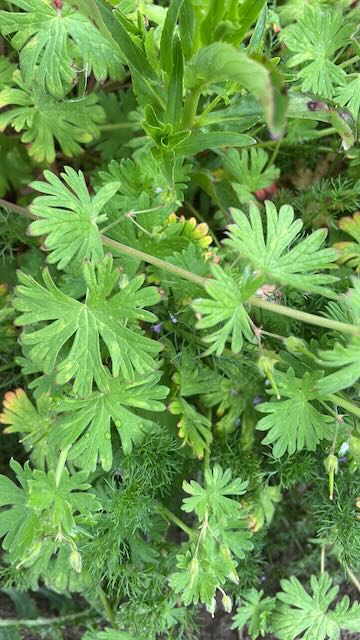 Geranium