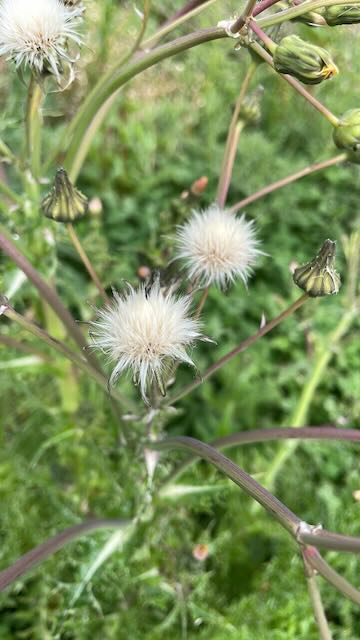 sowthistle