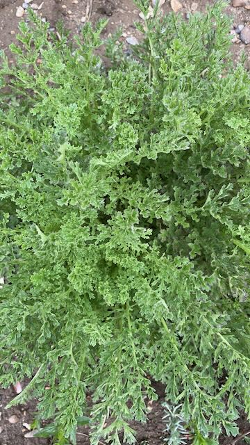 Ragwort